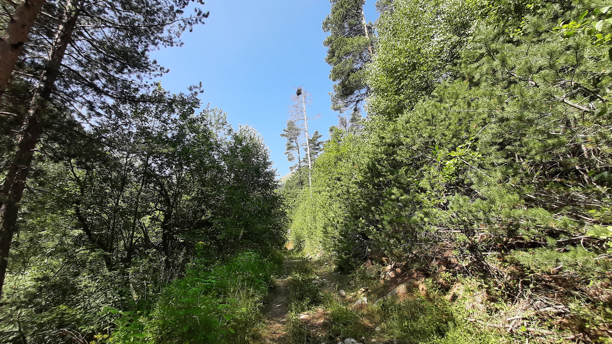 LLzrdzPO38bmaHAYNIAyJYjb8gPfLuLOt5MSsj_L